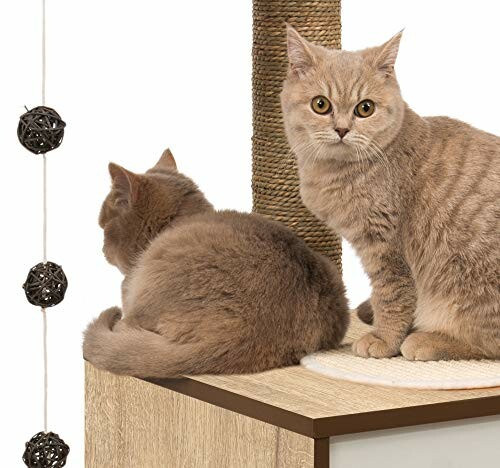 Two British Shorthair cats on a cat tree with ball toys.